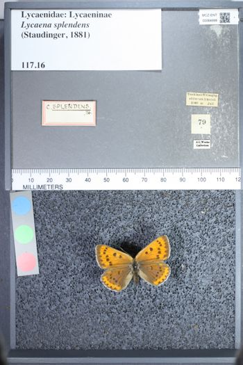Media type: image;   Entomology 64998